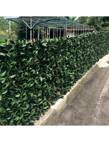 Siepe Sintetica 3D Fotinia – Schermatura Naturale per Giardini e Balconi