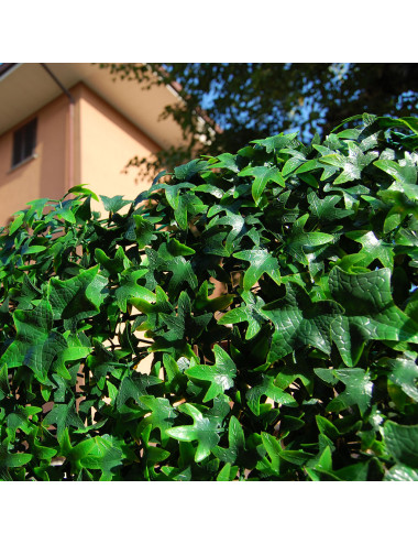 Siepe Artificiale Edera Helix a Pannelli – Giardino Verticale Modulare