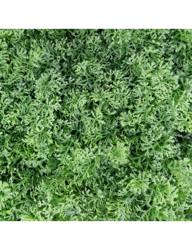 TENAX DIVY PANEL LICHEN PANNELLO MODULARE CON FOGLIE IN POLIETILENE TIPO MUSCHIO