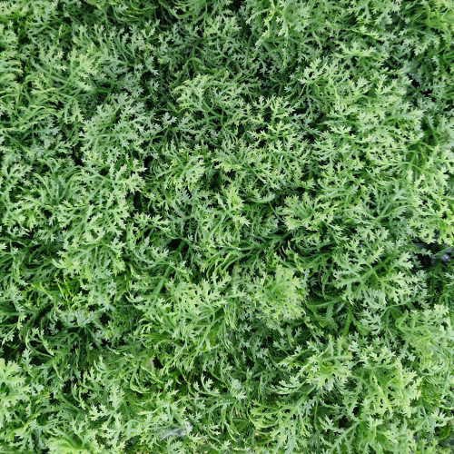 Siepe Artificiale Muschio a Pannelli – Giardino Verticale Modulare