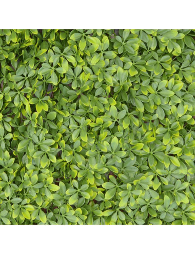 TENAX DIVY TRELLIS PITOSFORO FOGLIE PE TIPO PITOSFORO SU TRALICCIO IN PLASTICA