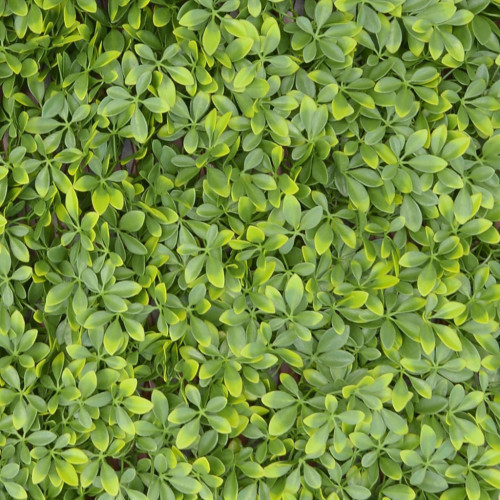 Siepe Sintetica PVC Estensibile con Foglie in Polietilene – Privacy e Decorazione