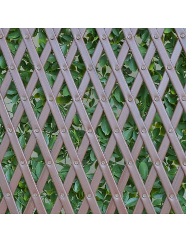 TENAX DIVY TRELLIS PITOSFORO FOGLIE PE TIPO PITOSFORO SU TRALICCIO IN PLASTICA