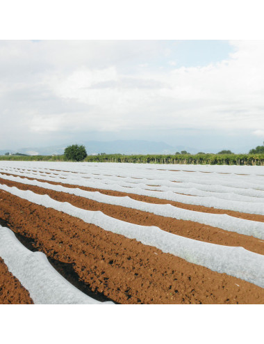 TENAX ORTOCLIMA VELO PROTETTIVO LEGGERO FORZANTE PER COLTURE, IN POLIPROPILENE 17 G/M²