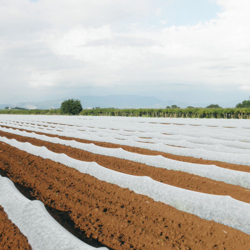 Velo Protettivo e Forzante in Polipropilene | Protezione Piantine e Germinazione