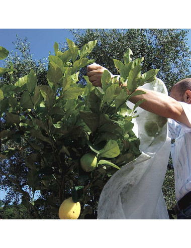 TENAX ORTOCLIMA VELO PROTETTIVO LEGGERO FORZANTE PER COLTURE, IN POLIPROPILENE 17 G/M²