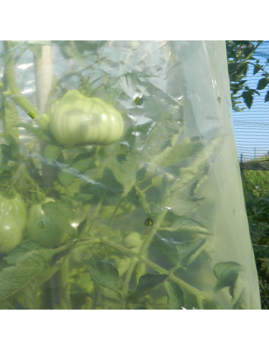 TENAX TOMATO FILM FILM TUBOLARE GIALLO PER LA COLTIVAZIONE DEI POMODORI, SPESSORE 50 MICRON