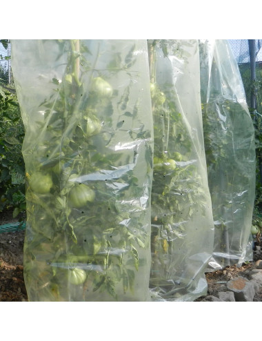 Film Tubolare Giallo Microforato per Pomodori | Protezione e Crescita Frutti