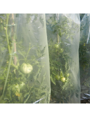 Film Tubolare Giallo Microforato per Pomodori | Protezione e Crescita Frutti